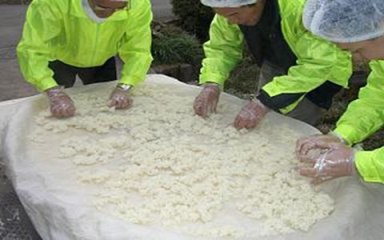 原始人会　どぶろく造り　浸漬米（約４０分）の後放冷（蒸した米を15℃まで冷やす）